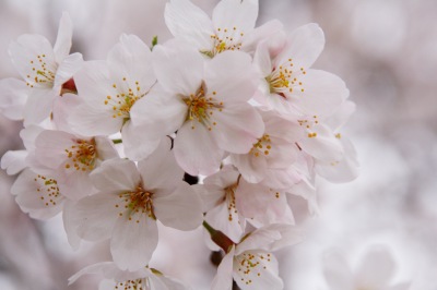 fiori di ciliegio